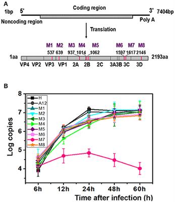 A Novel Enterovirus 71 (EV71) Virulence Determinant: The 69th Residue of 3C Protease Modulates Pathogenicity